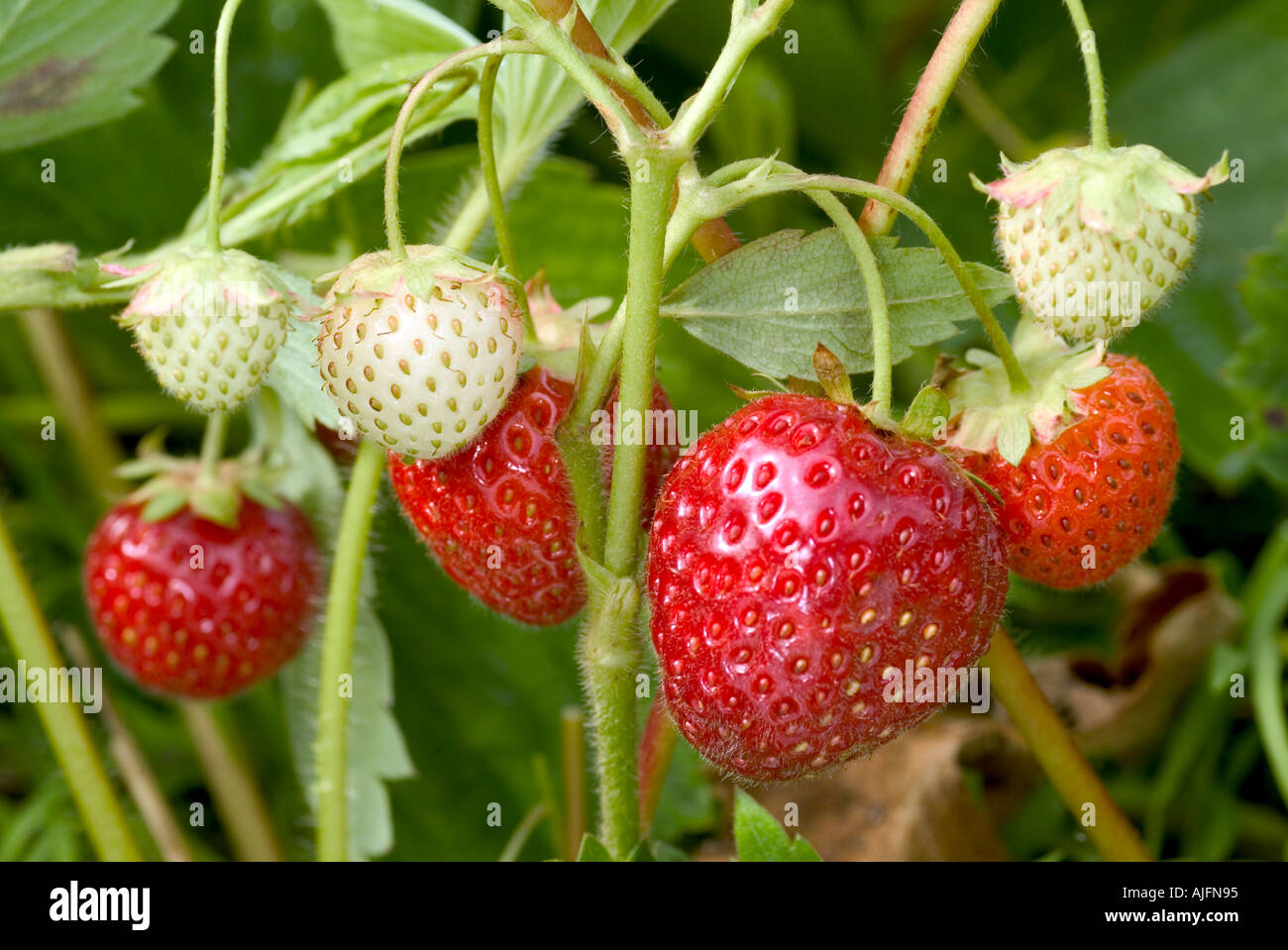 Unripe strawberry hi-res stock photography and images - Alamy