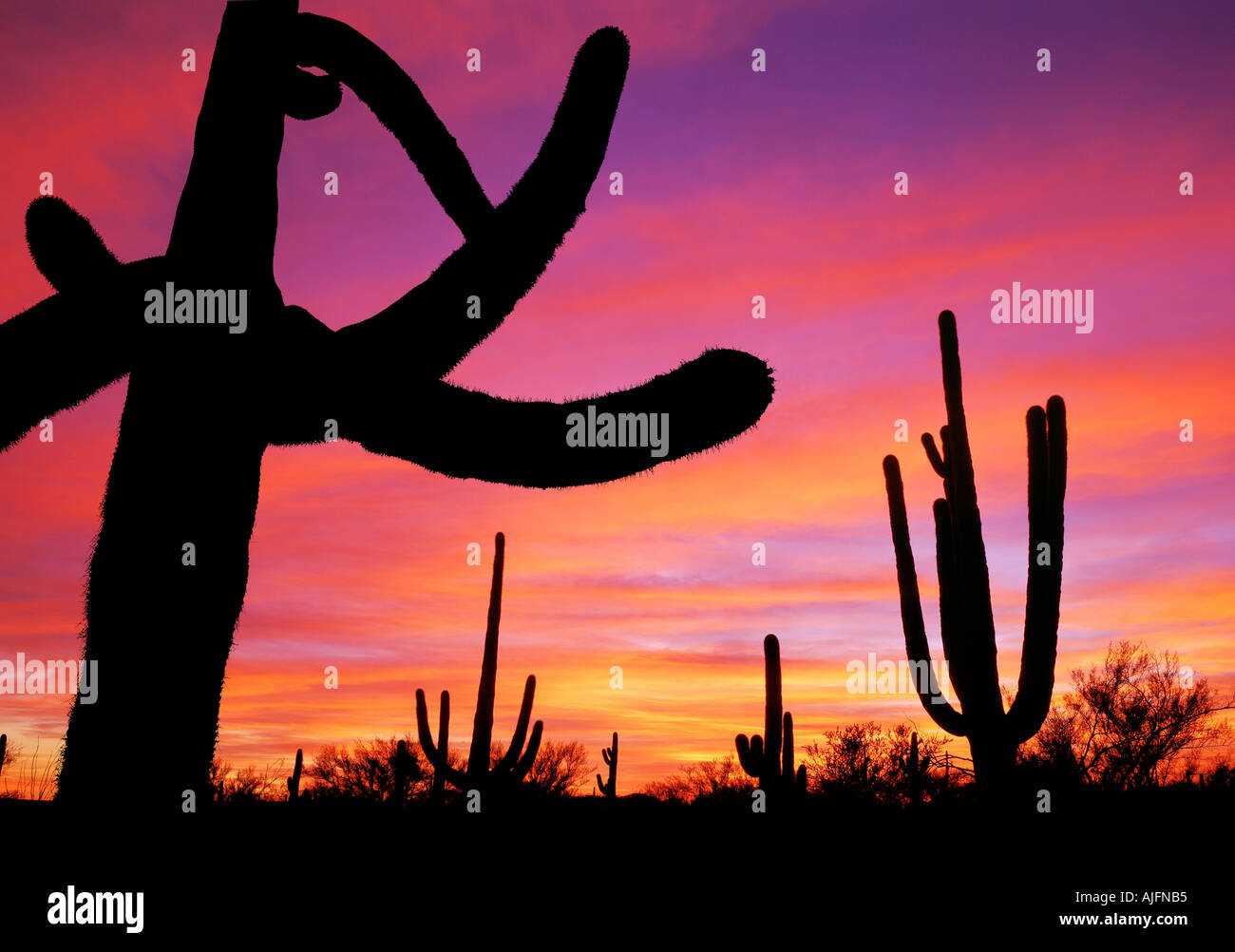 Saguaro cactus at sunset Cut Out Stock Images & Pictures - Alamy