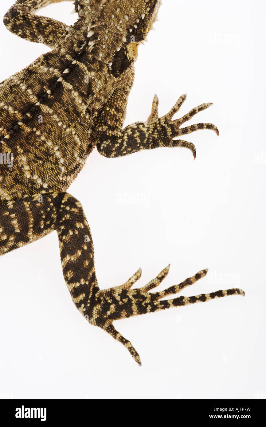 Australian Water Dragon Physignathus lesueurii Stock Photo