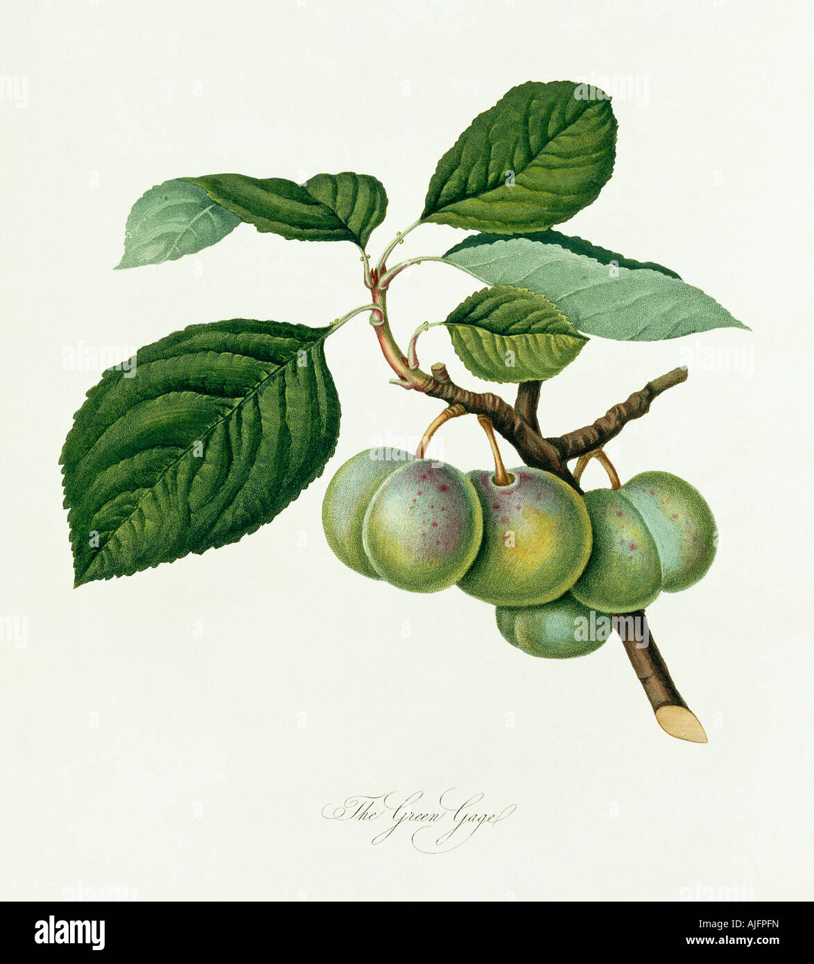 Prunus sp., plum (The Green Gage Plum Stock Photo Alamy