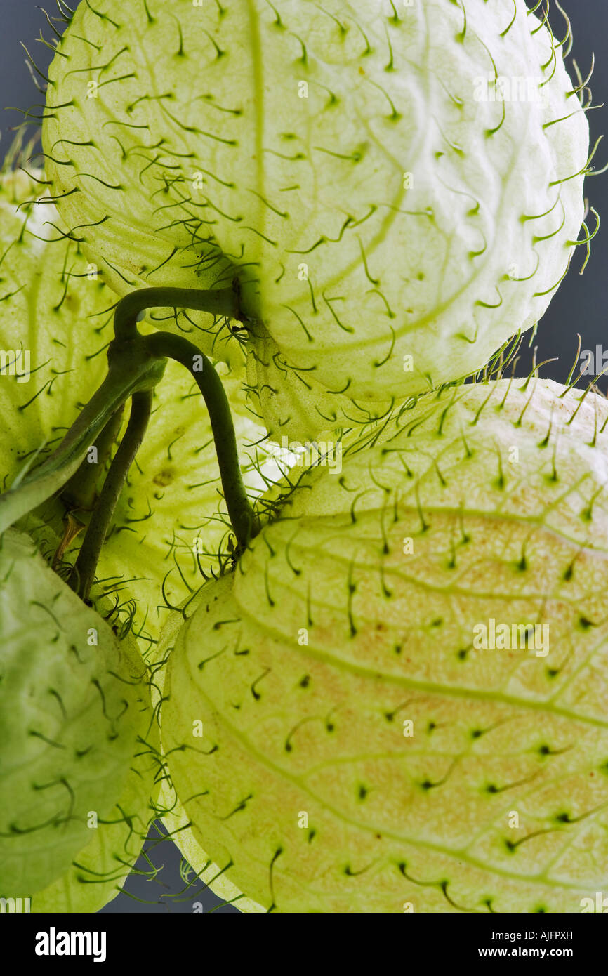 Balloon milkweed Gomphocarpus physocarpus Stock Photo