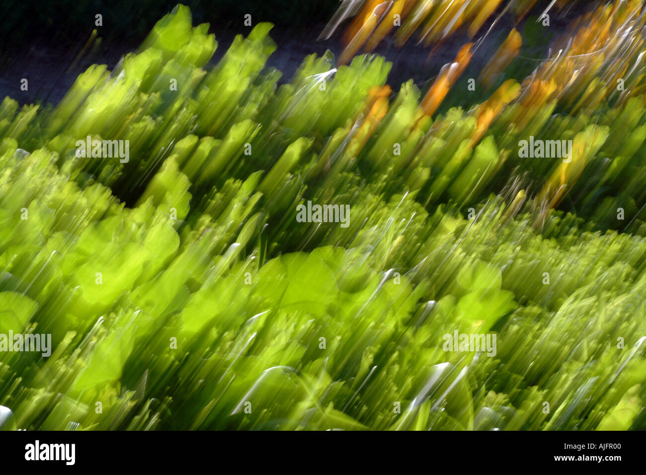 ANTHOCYANIN FALL COLORS visual data 8