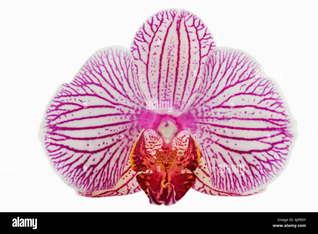 Butterfly orchid Phalaenopsis spp White with pink stripes epiphytic orchid from the tropics Stock Photo
