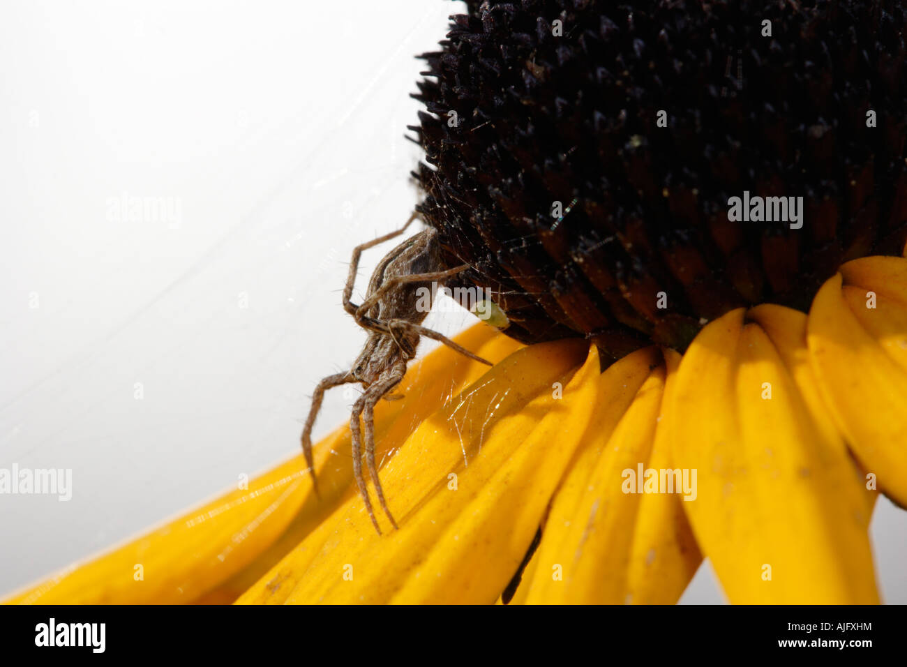 Nursery Web Spider (Pisaura mirabilis) on Black Eyed Susan Stock Photo