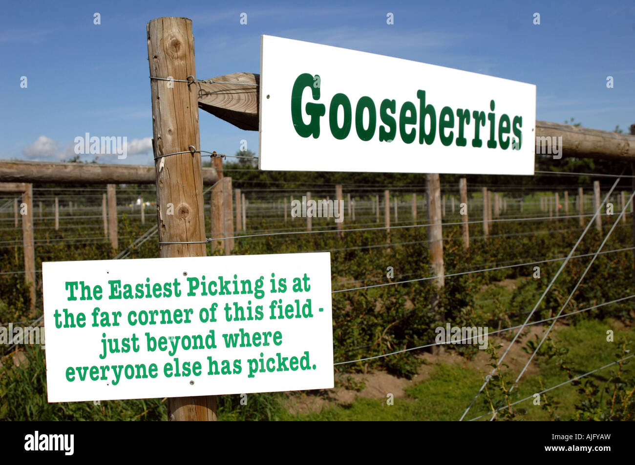 Pick Your Own Stock Photo Alamy