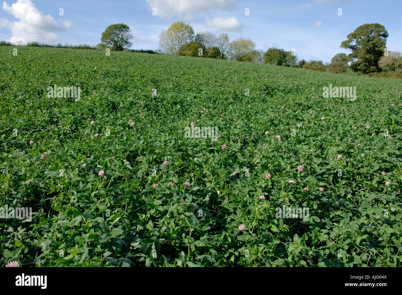 A mixture of ryegrass and flowering red clover as a grass ley Devon Stock Photo