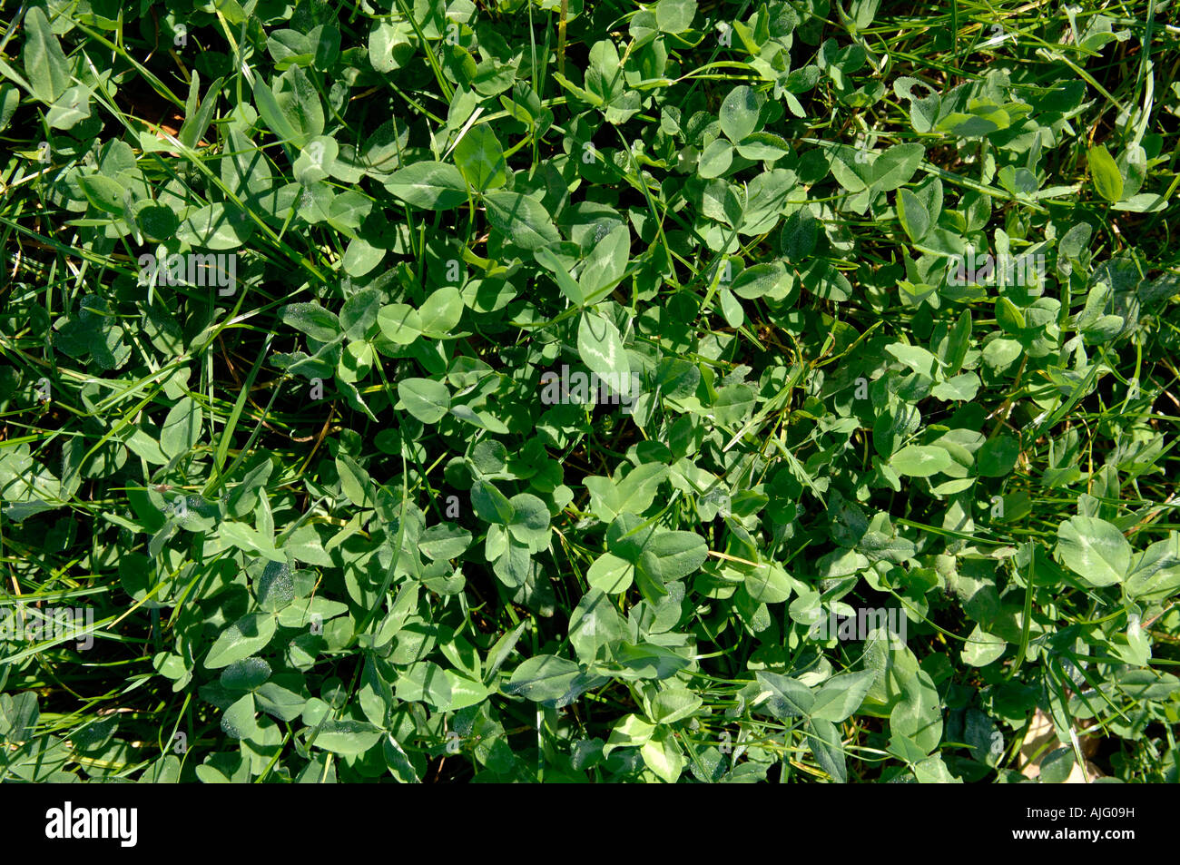 A mixture of ryegrass and red clover as a grass ley Devon Stock Photo