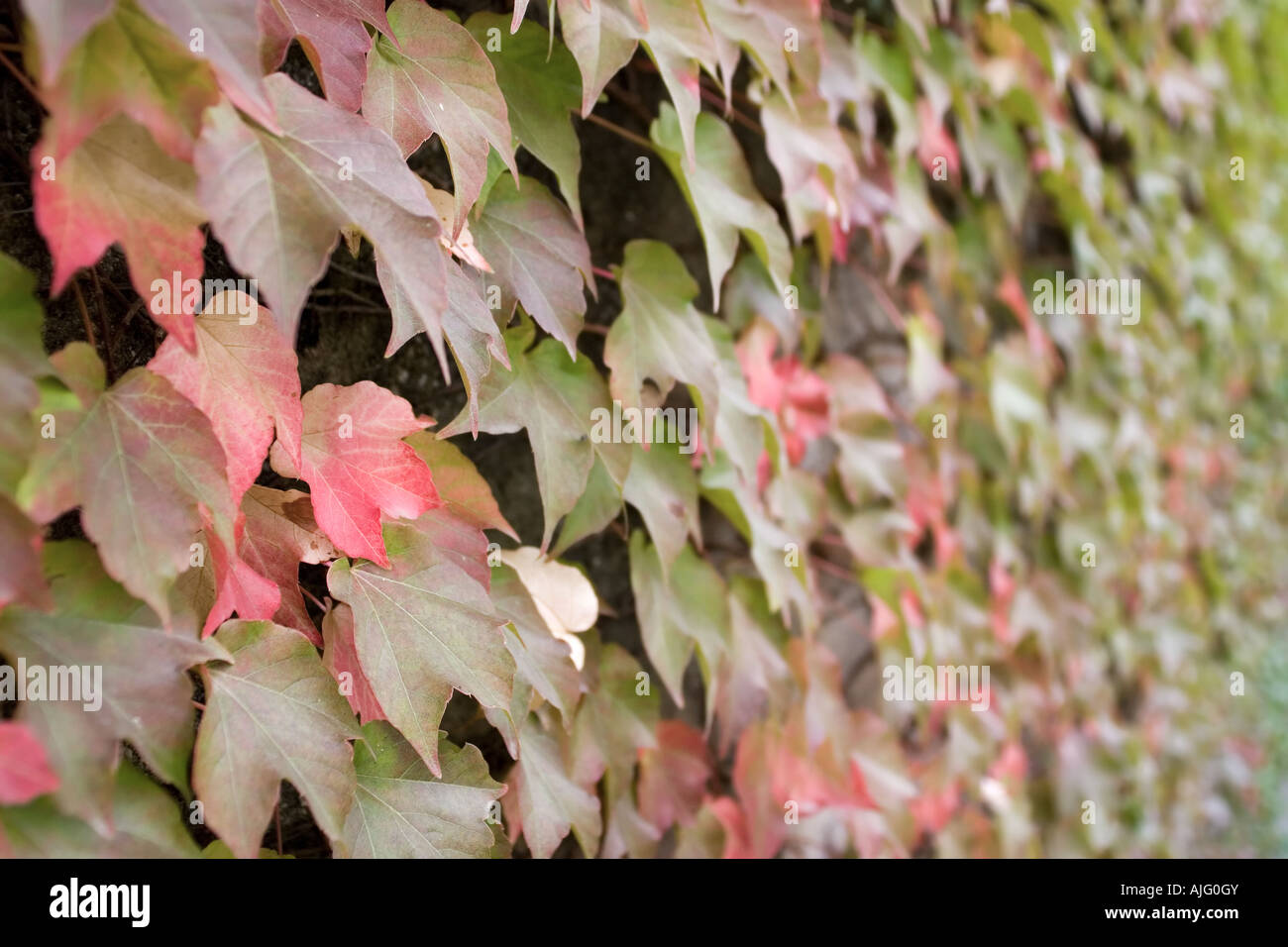 Coloured ivy reds and green Stock Photo Alamy