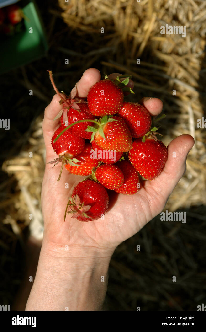 Pick your own Stock Photo Alamy