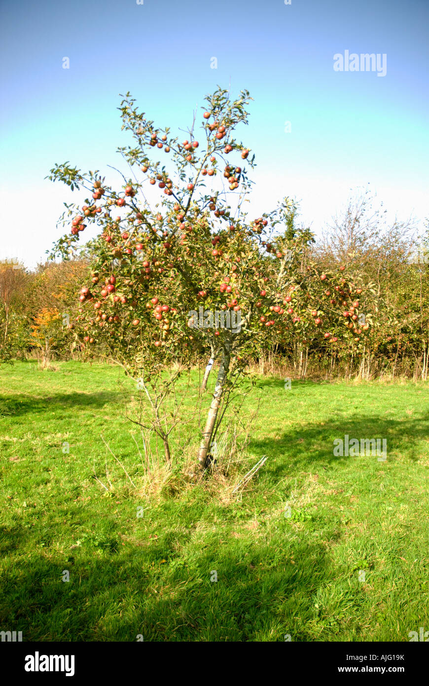 Apple tree in an organic orchard Stock Photo - Alamy