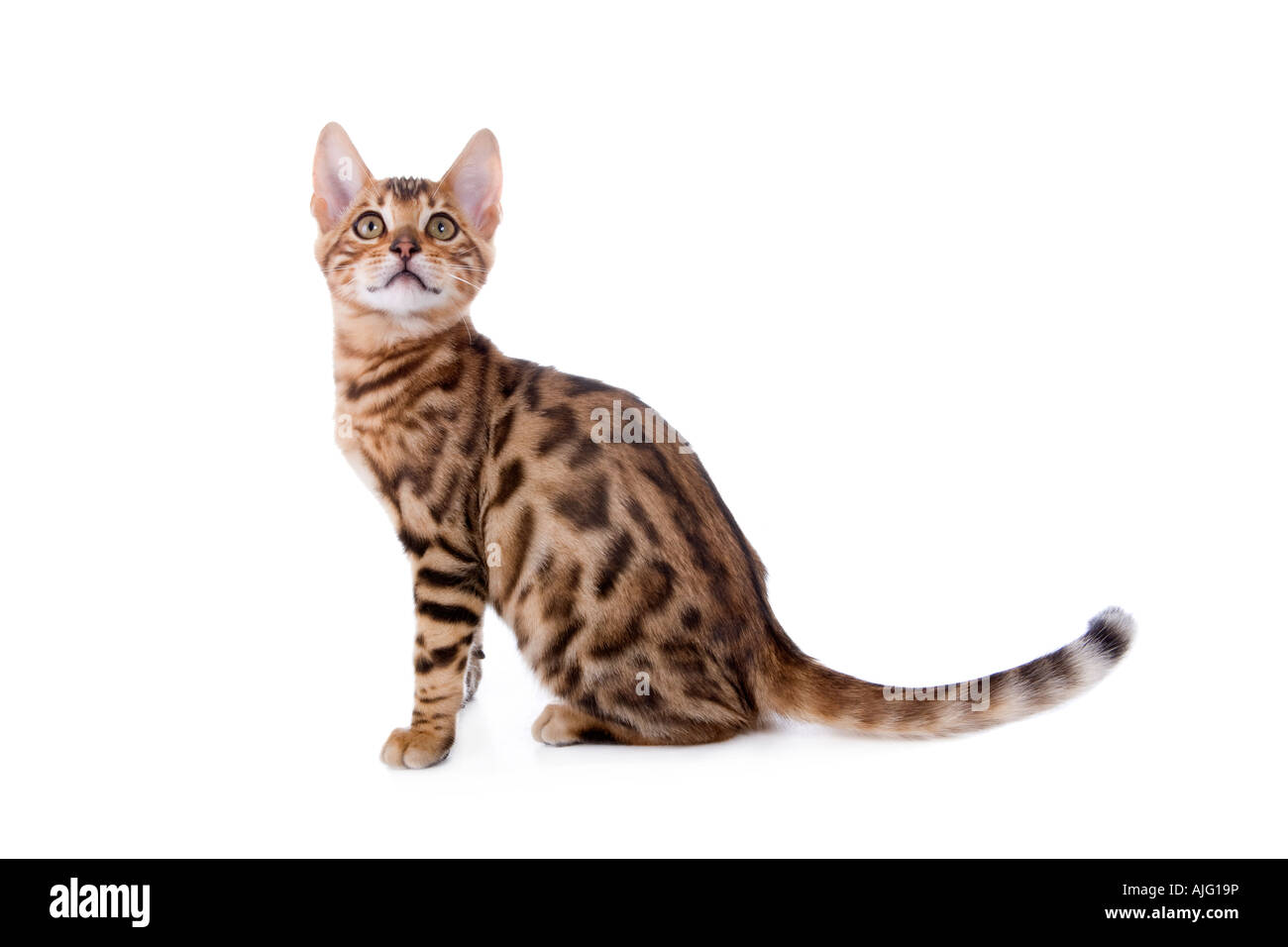Bengal kitten side view isolated on white background Stock Photo