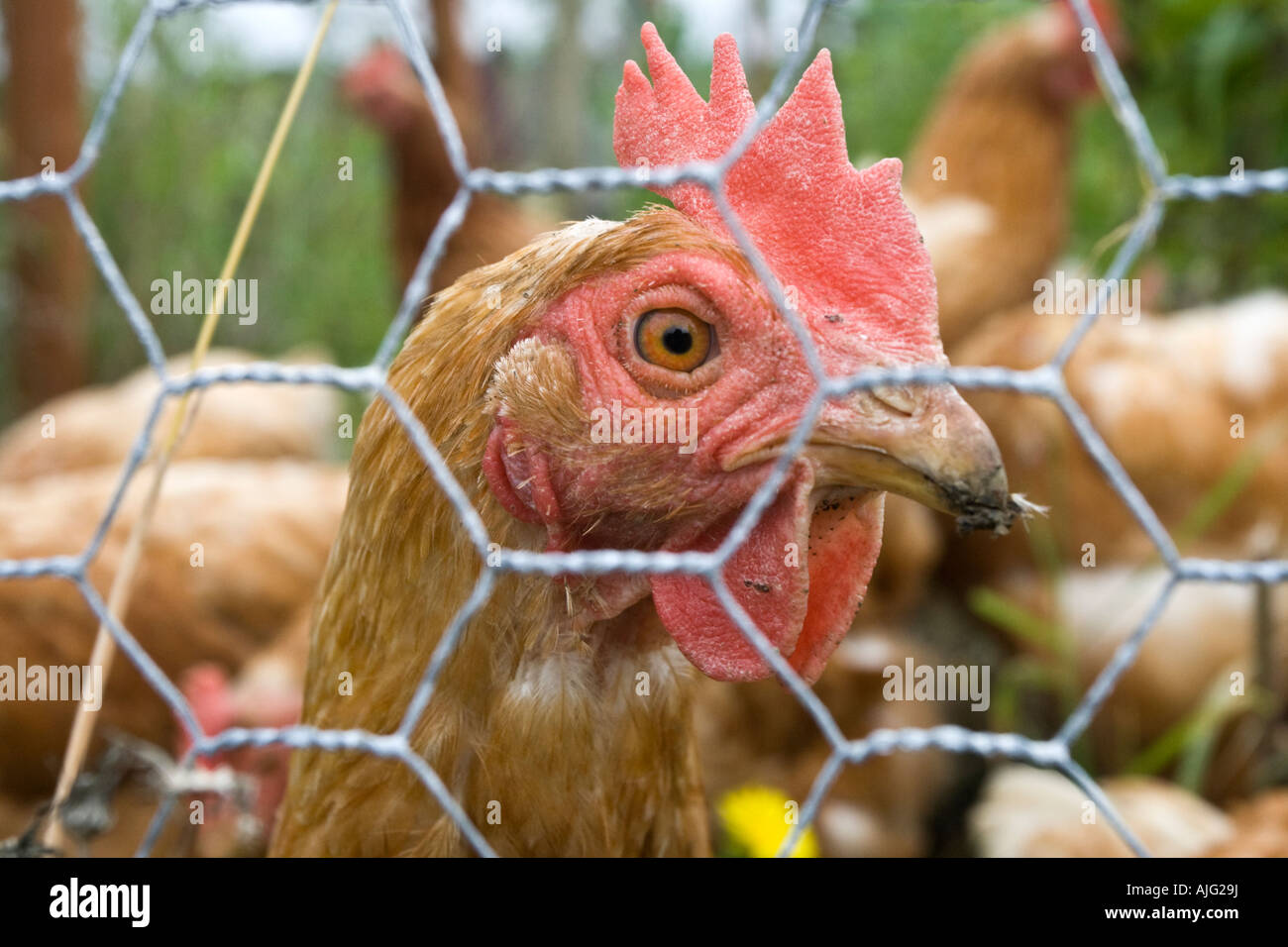 Chicken Wire High Resolution Stock Photography and Images Alamy