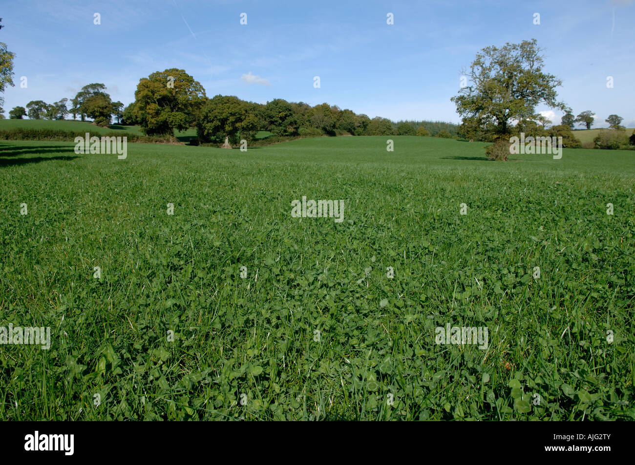 A mixture of ryegrass and red clover as a grass ley with trees and autumn hedgerows Devon Stock Photo