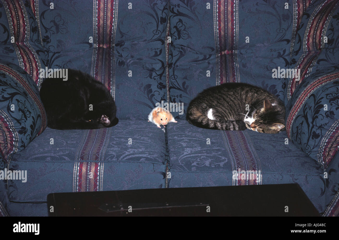 Hamster running between two cats asleep on a sofa Stock Photo
