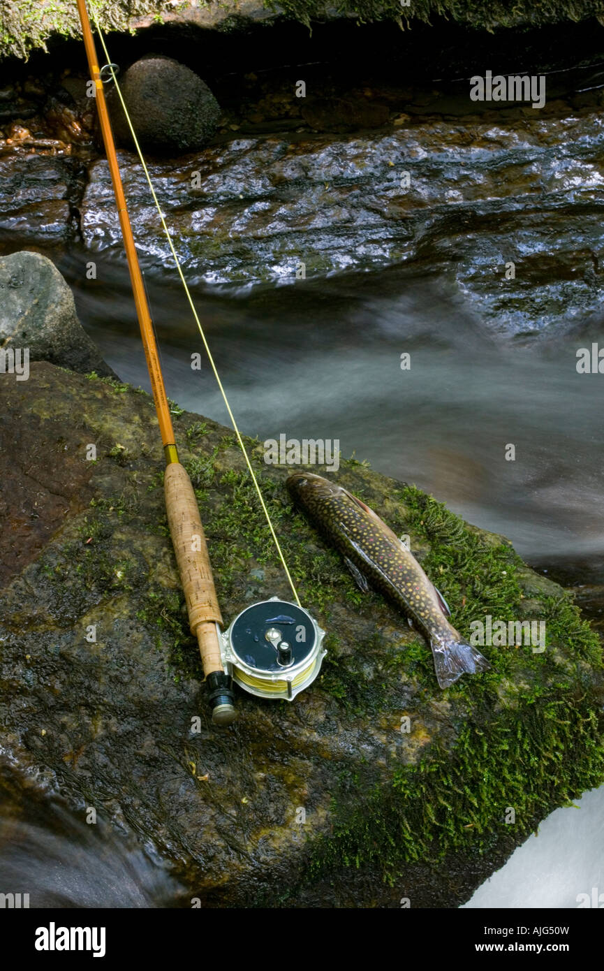 Wild brook trout alongside a bamboo cane flyrod Stock Photo - Alamy