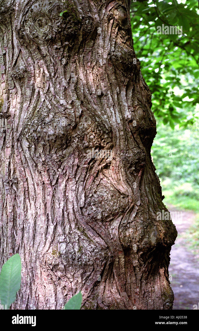 The Subtle Beauty of Tree Bark  News from the Minnesota Landscape Arboretum