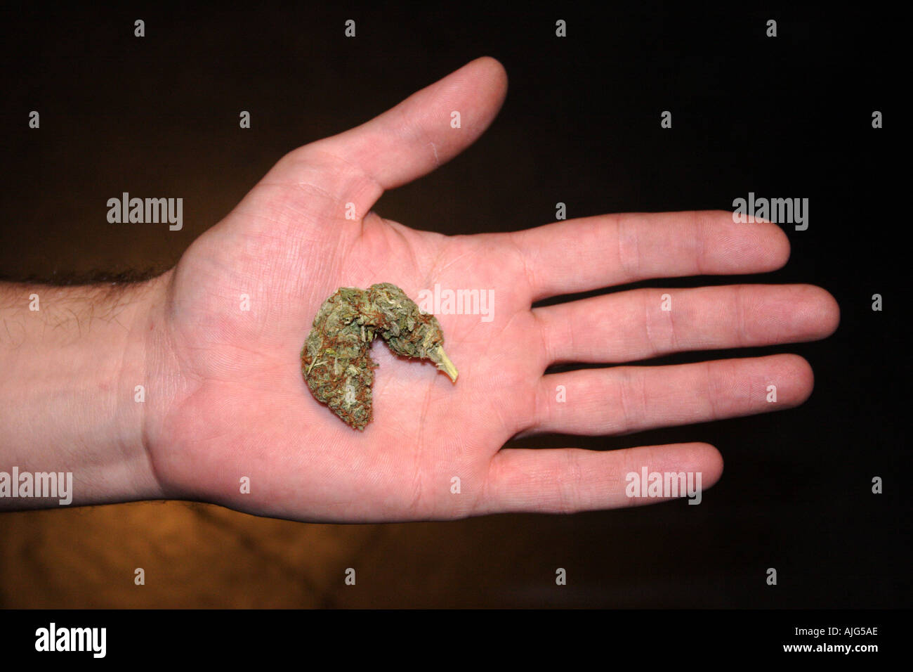 Marijuana or herbal cannabis bud close up in the palm Stock Photo Alamy