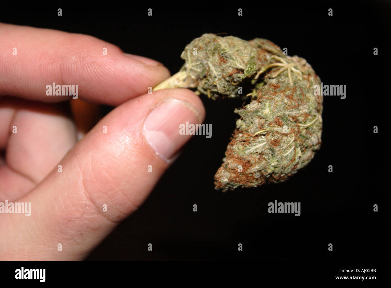 Marijuana or herbal cannabis bud close up Stock Photo Alamy