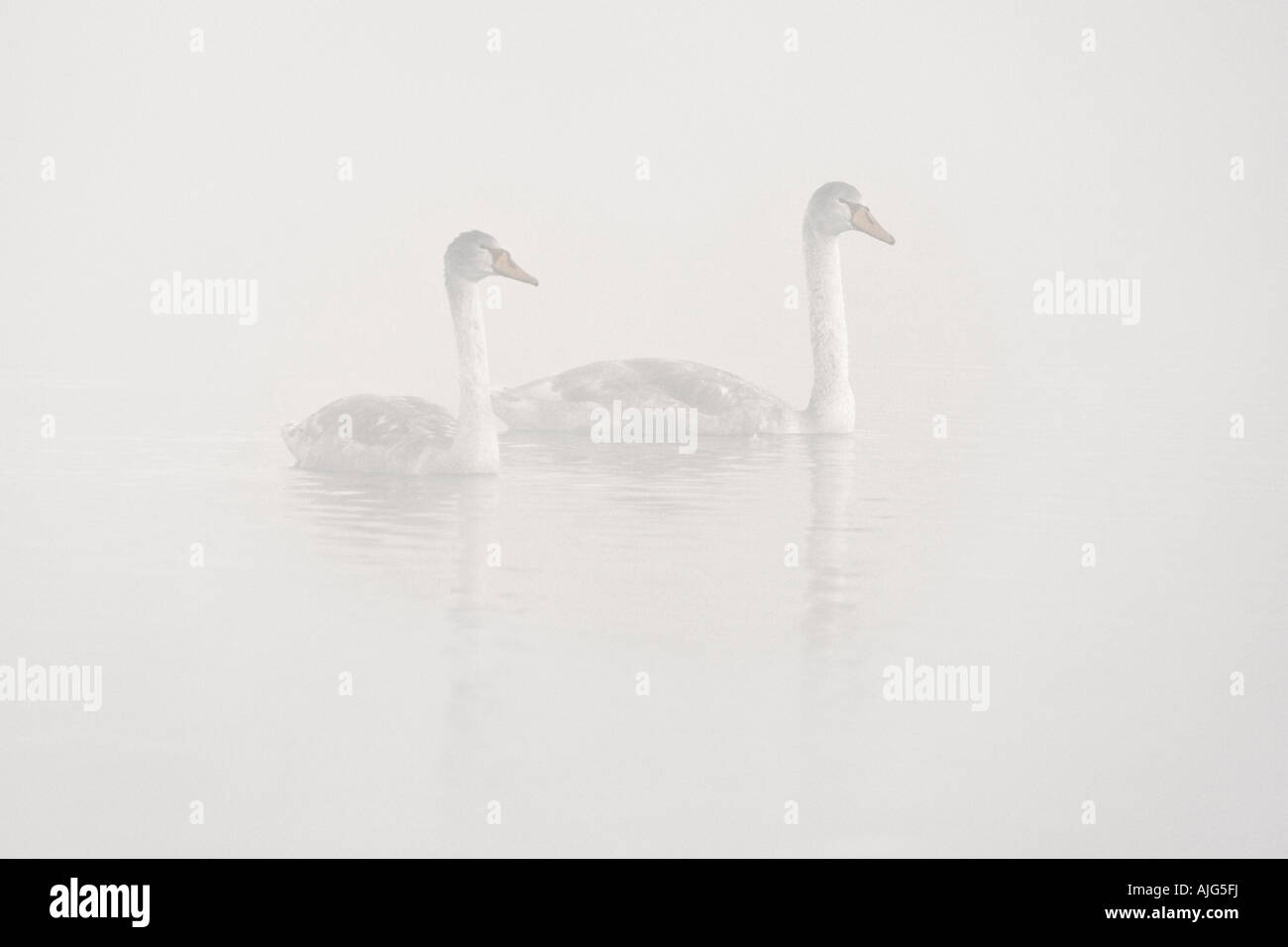 Juvenile Mute Swans Cygnus olor on gravel pit with reflection in water on misty frosty morning Paxton pits Cambridgeshire Stock Photo