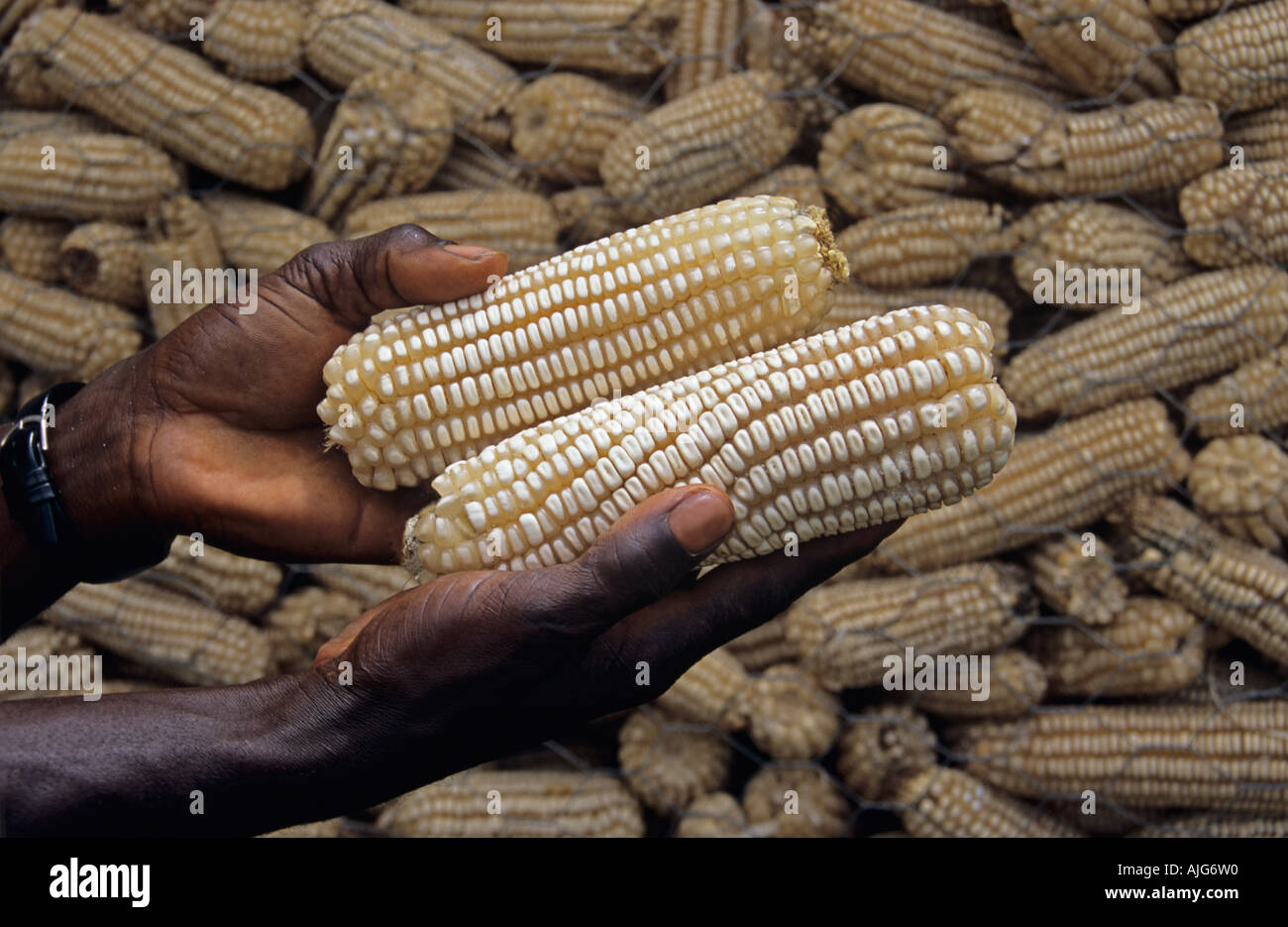 Bulk maize storage on a farm in Ghana West Africa before distribution