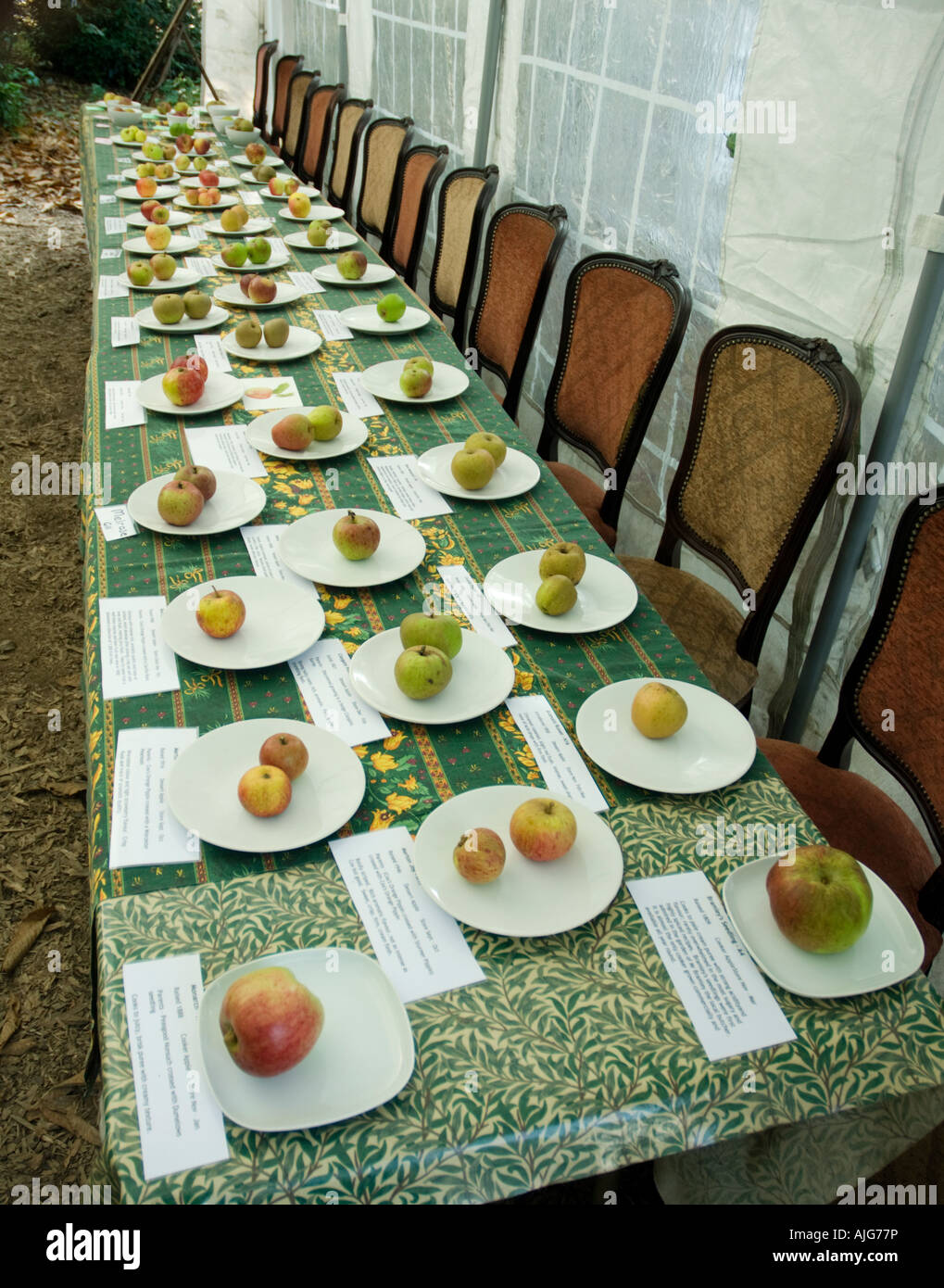 Table Examples Apple's Different varieties of apples on a long table Stock Photo - Alamy