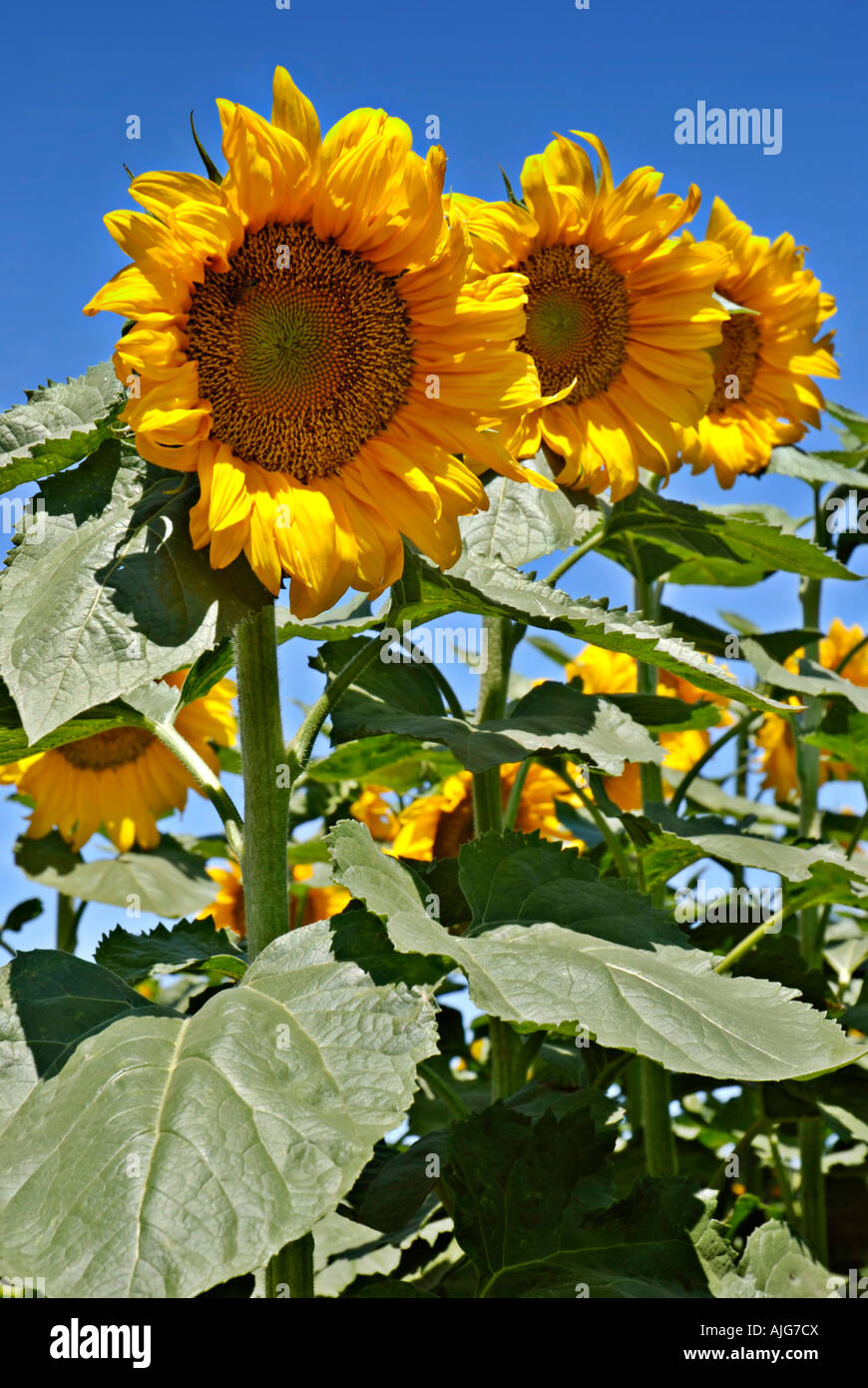 Sunflowers in a field under a bright blue sky Stock Photo - Alamy