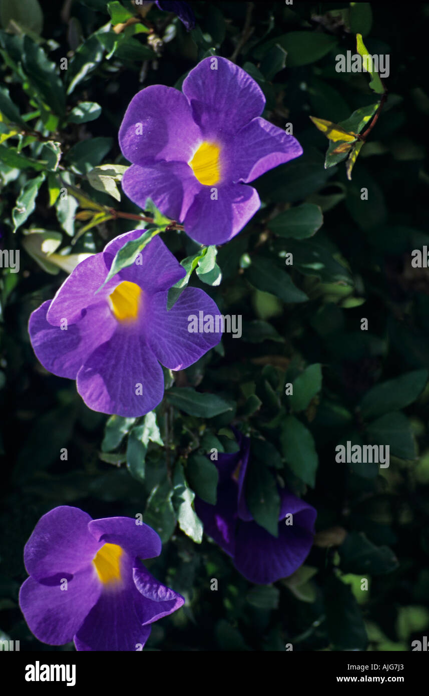 Tropical flowers ghana west africa hires stock photography and images