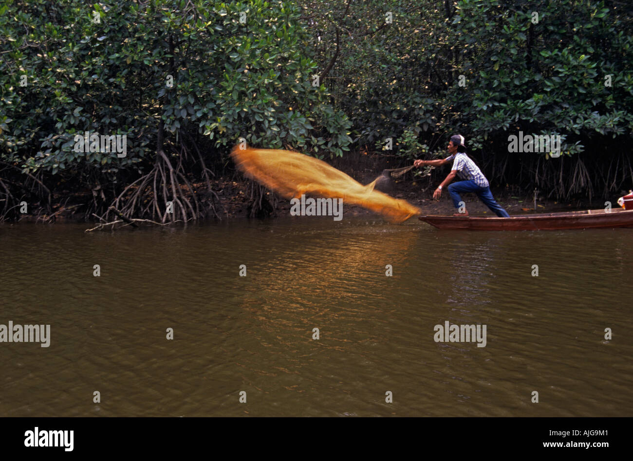 Fisherman casting his net in Malaysian Mangrove Swamp, SE Asia Stock Photo