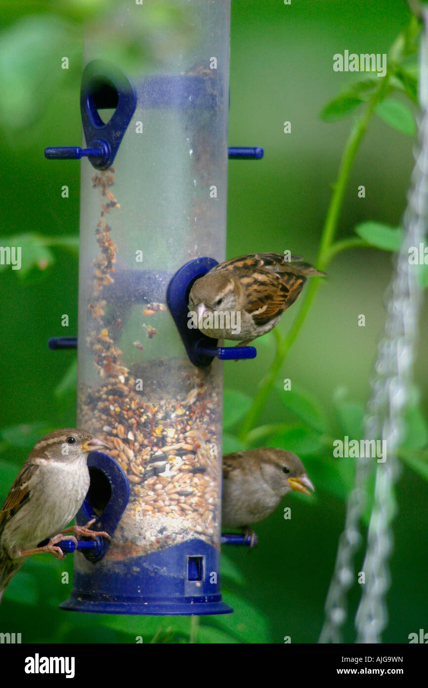Female Tree Sparrow, Passer montanus, Garden birds, seed feeder Stock