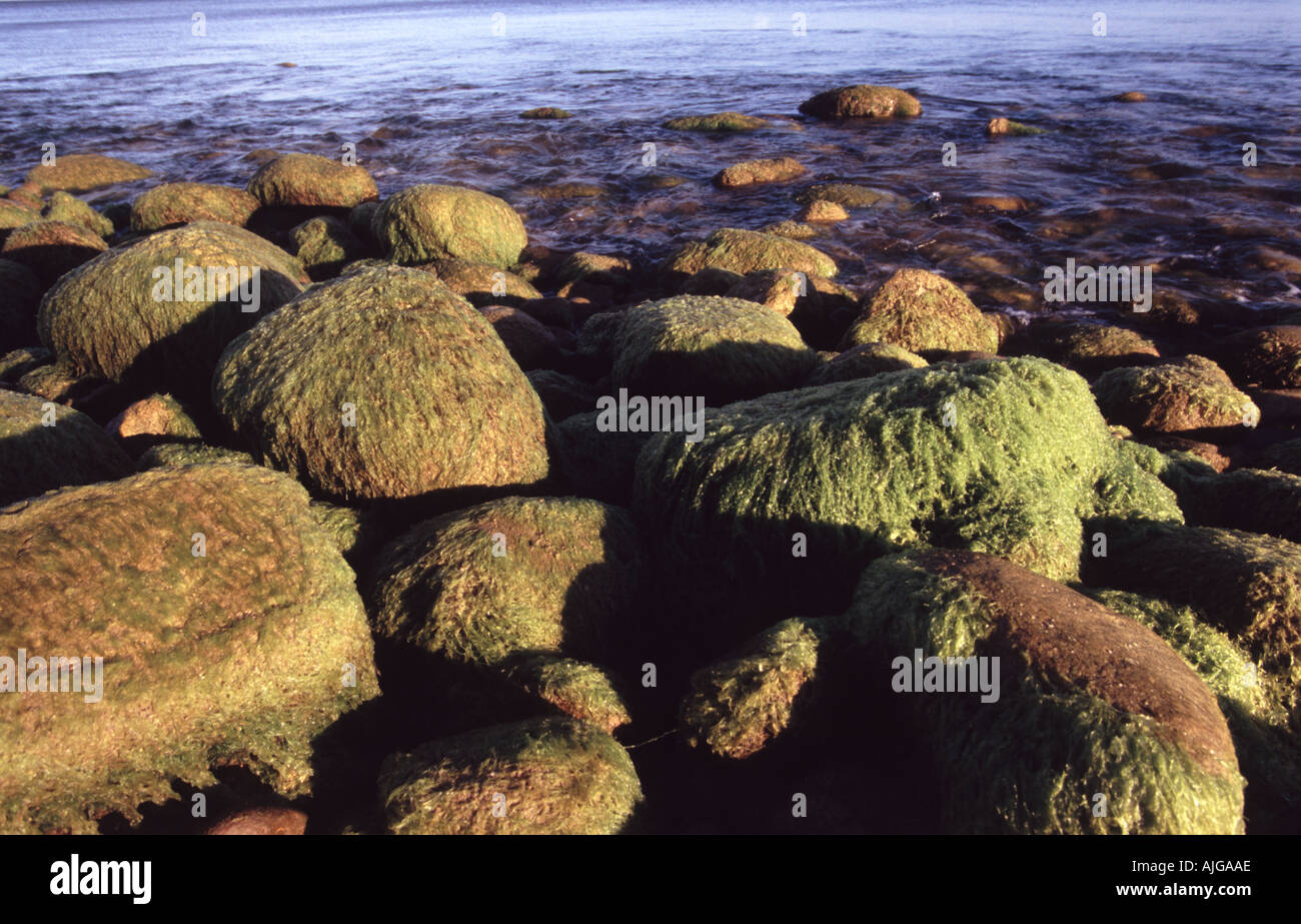 Moss sea rock green hi-res stock photography and images - Alamy