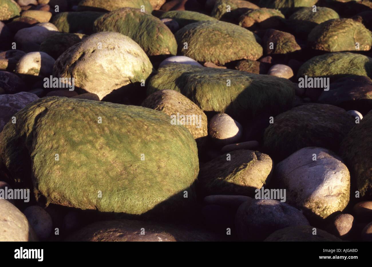 Algae covered rock splashing hi-res stock photography and images - Alamy