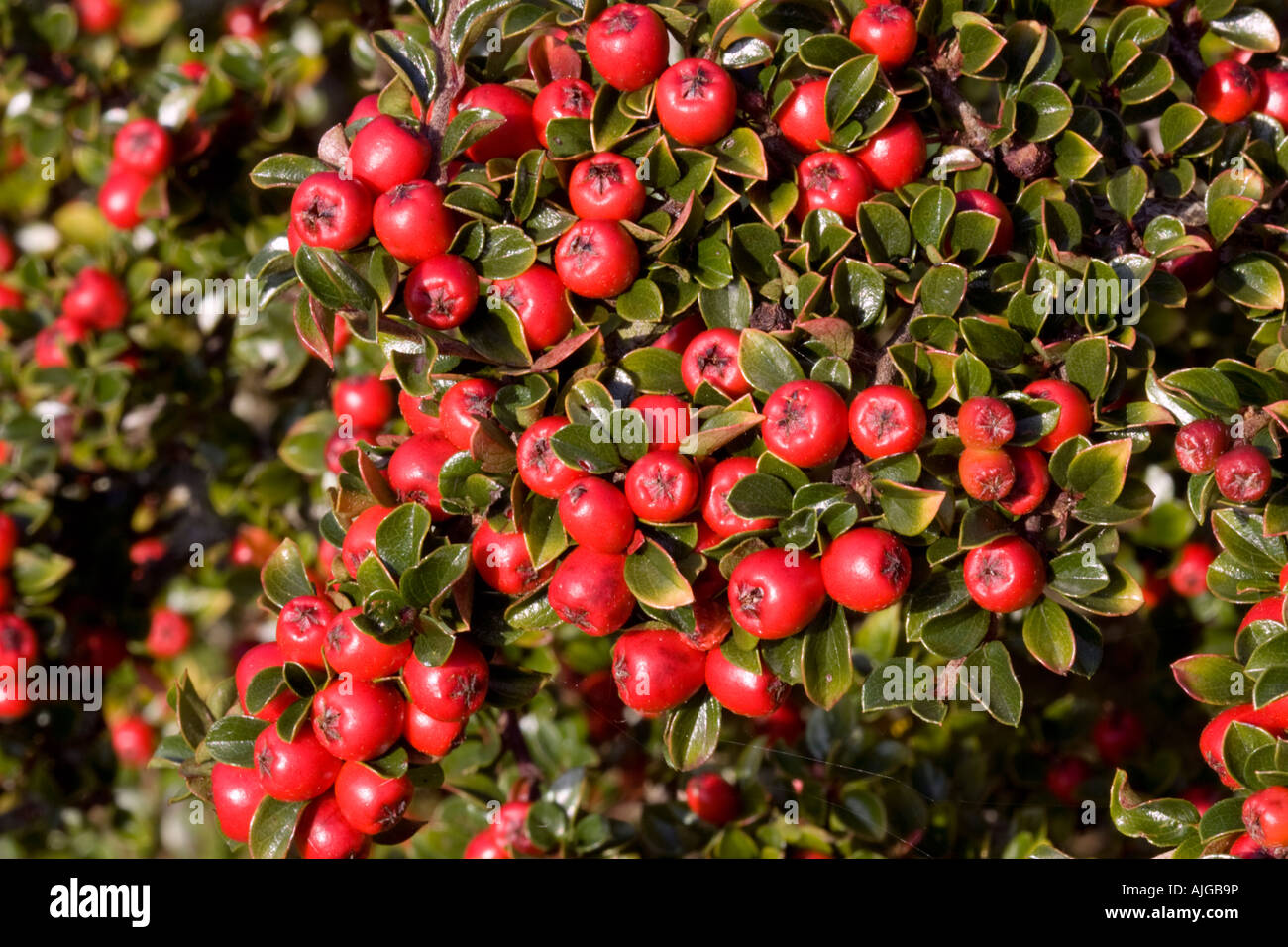 Bright red berries on Cotoneaster shrub Cotswolds UK Stock Photo