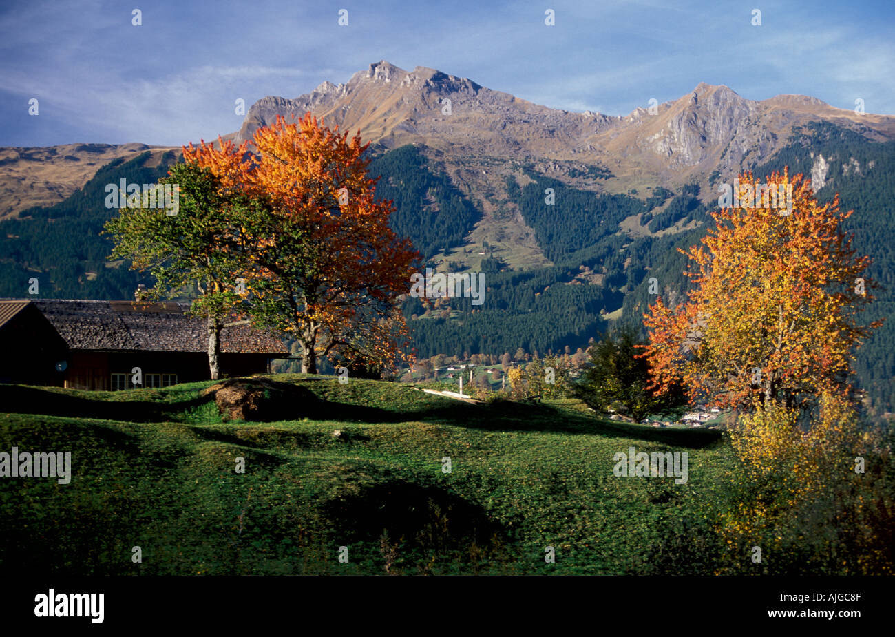 Alpine meadow with dairy farm and mountain ash trees in autumn above Grindelwald Bernese Alps Bernese Oberland Switzerland Stock Photo