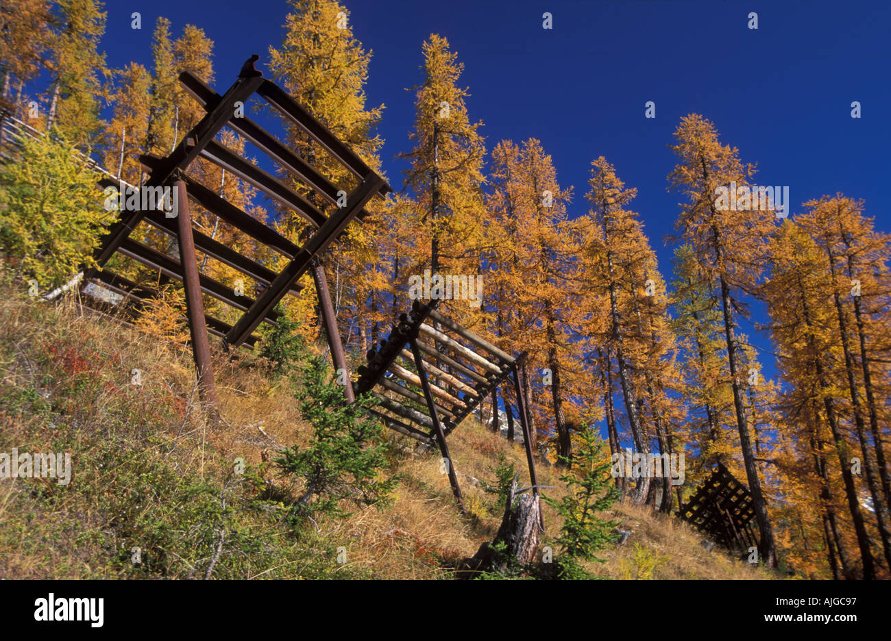 Obstacles built to stop avalanches from developing in larch tree forest Loetschen Valley Swiss alps Switerland Stock Photo