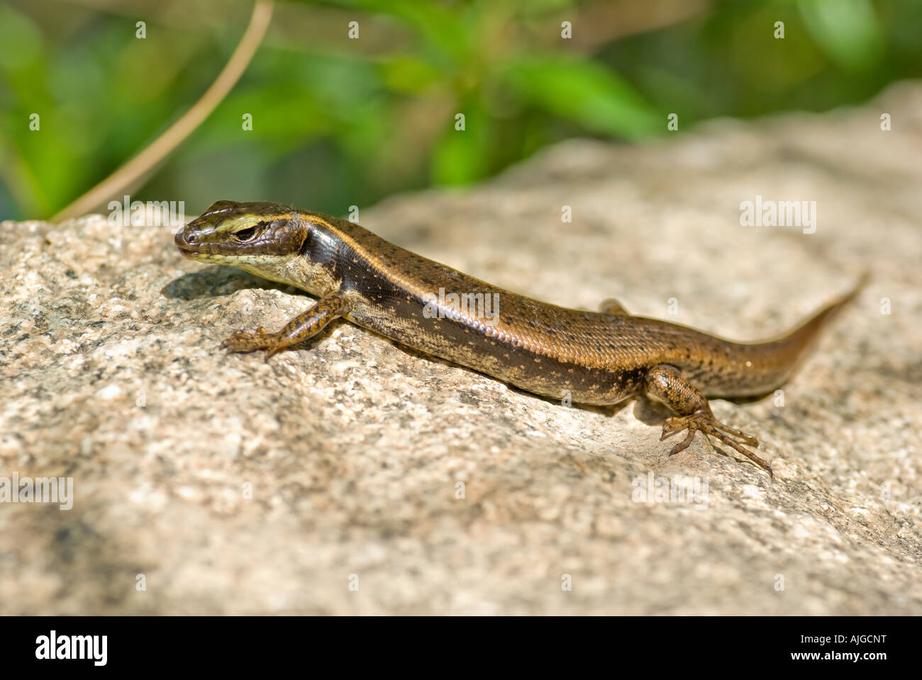 an eastern water skink lays warming itself on a rock Stock Photo