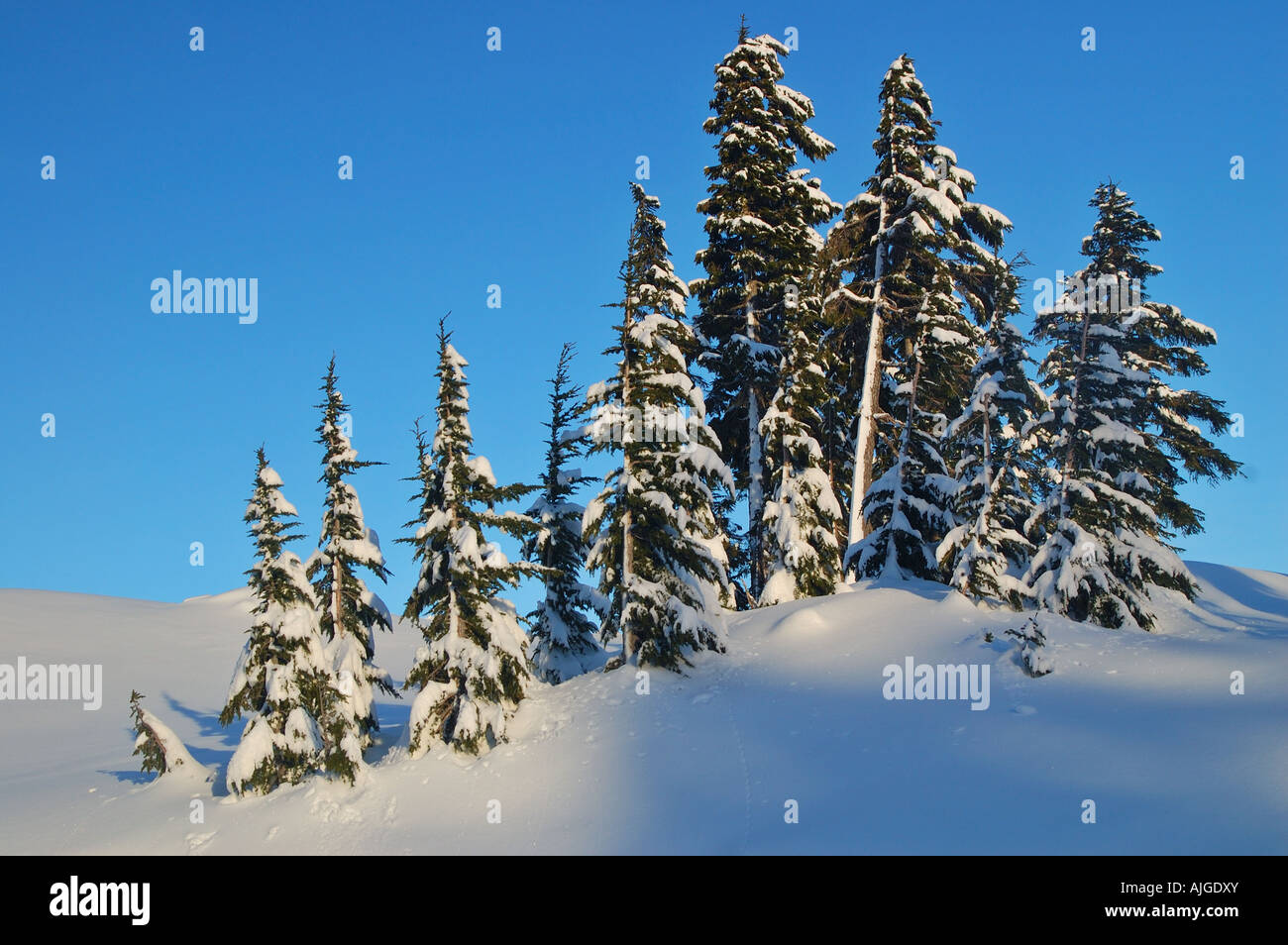 Evergreen trees winter hi-res stock photography and images - Alamy