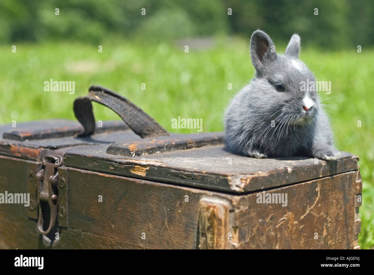 Grey bunny rabbit on old tool box Stock Photo - Alamy