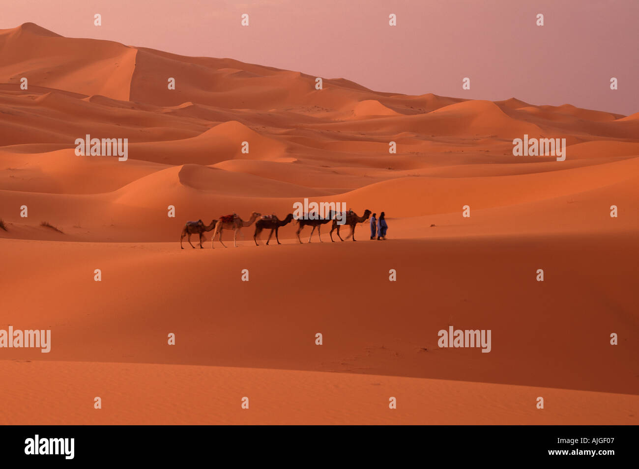 Camel Train at Merzouga, Sahara Desert, Morocco Stock Photo