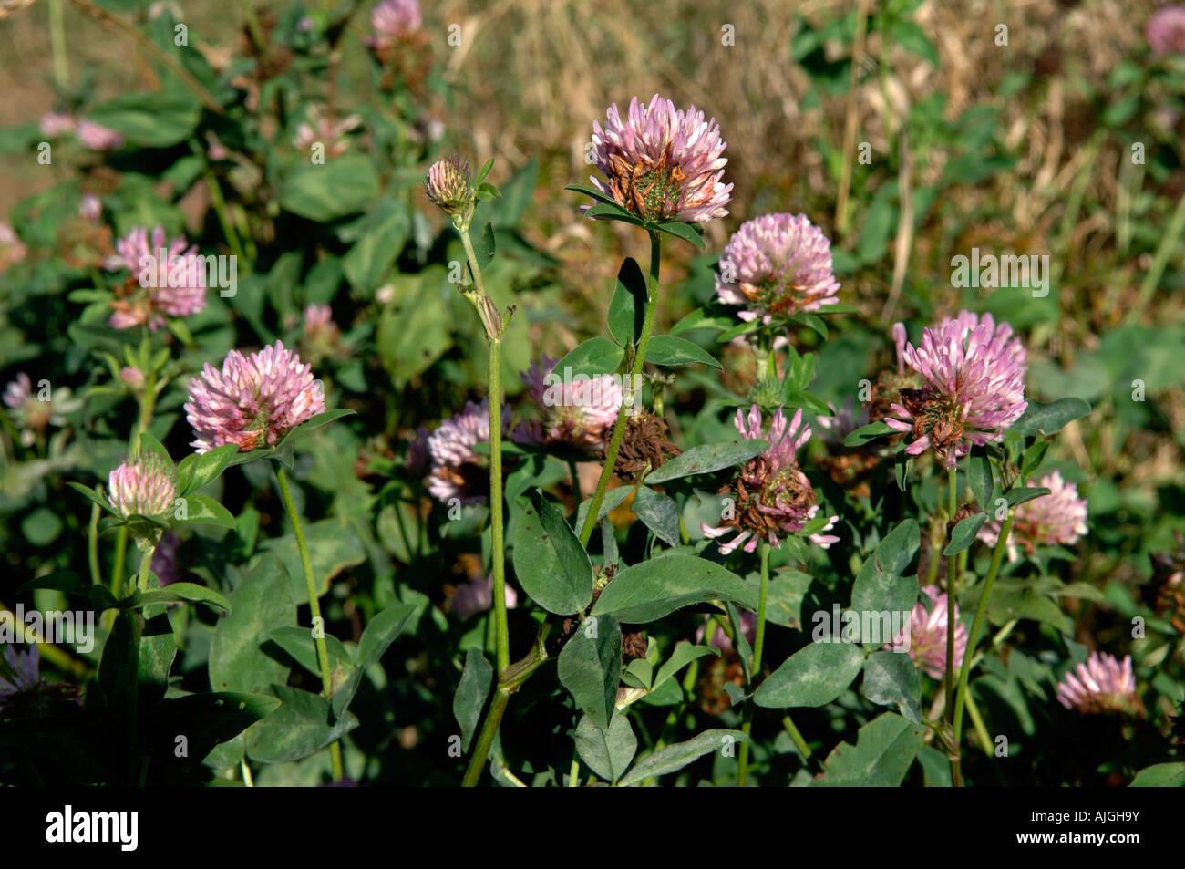 Flowering red clover crop mixed with ryegrass for nitrogen fixation Stock Photo