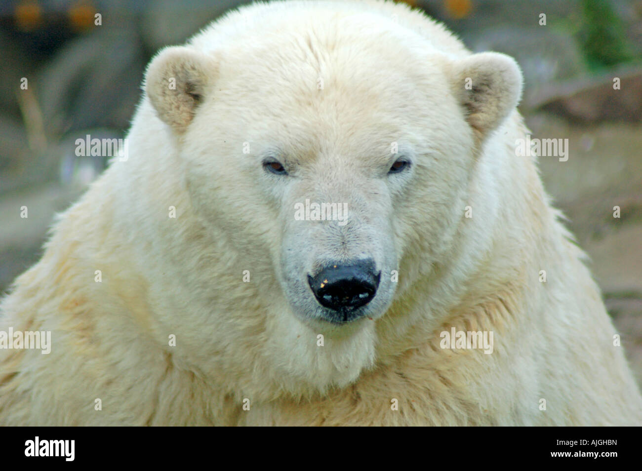 Polar bear in Edinburgh Zoo Stock Photo - Alamy