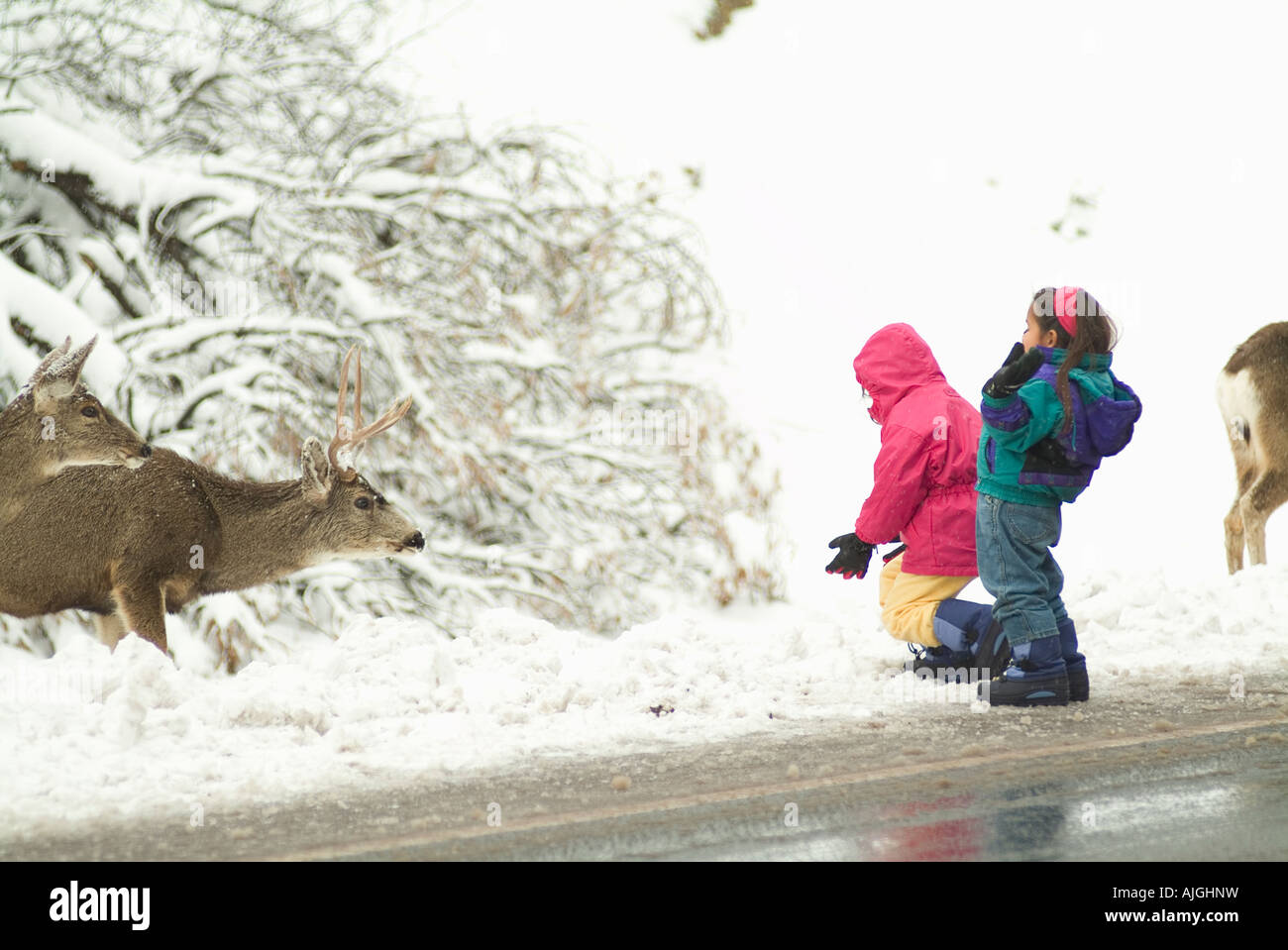 Kids approaching White Tailed Deer in winter Stock Photo