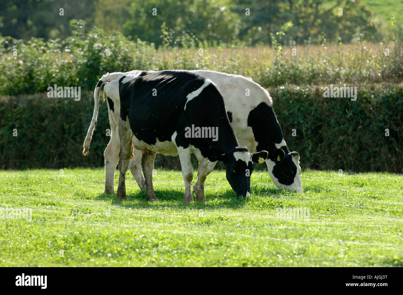 Holstein Friesian cow grazing on short grass with threads of gossamer from money spiders Stock Photo
