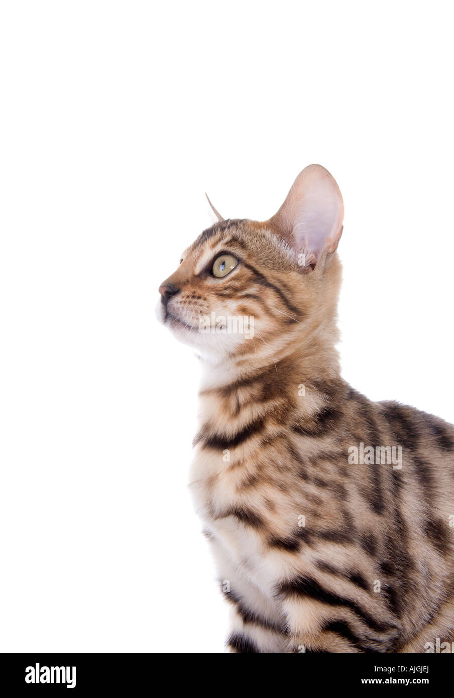 Kitten Side Clip - Tokyo main image 1