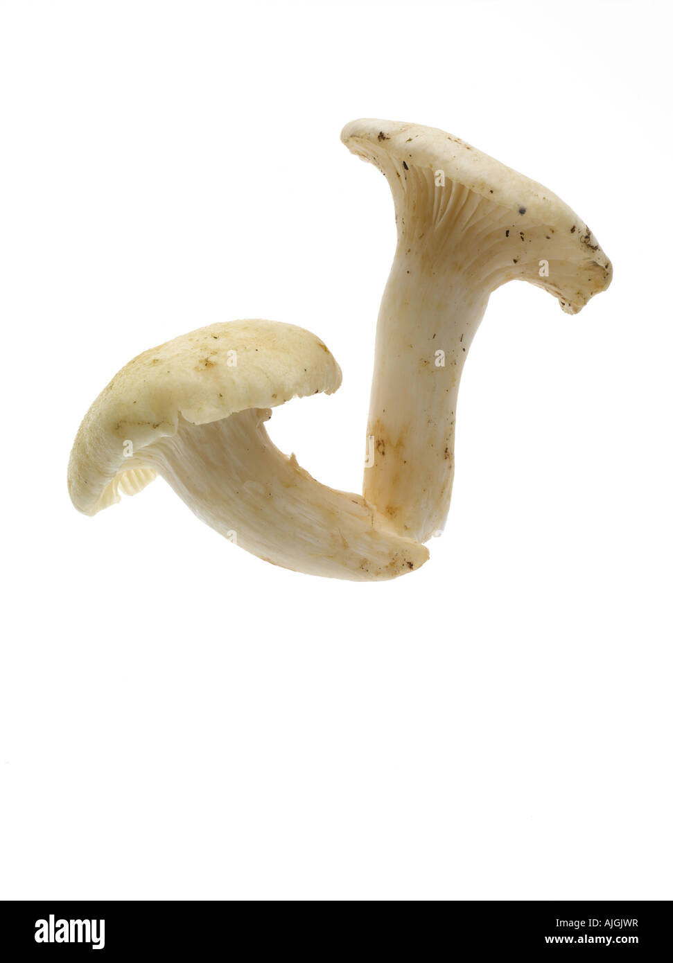 Ivory Woodwax Mushroom Hygrophorus eburneus Stock Photo