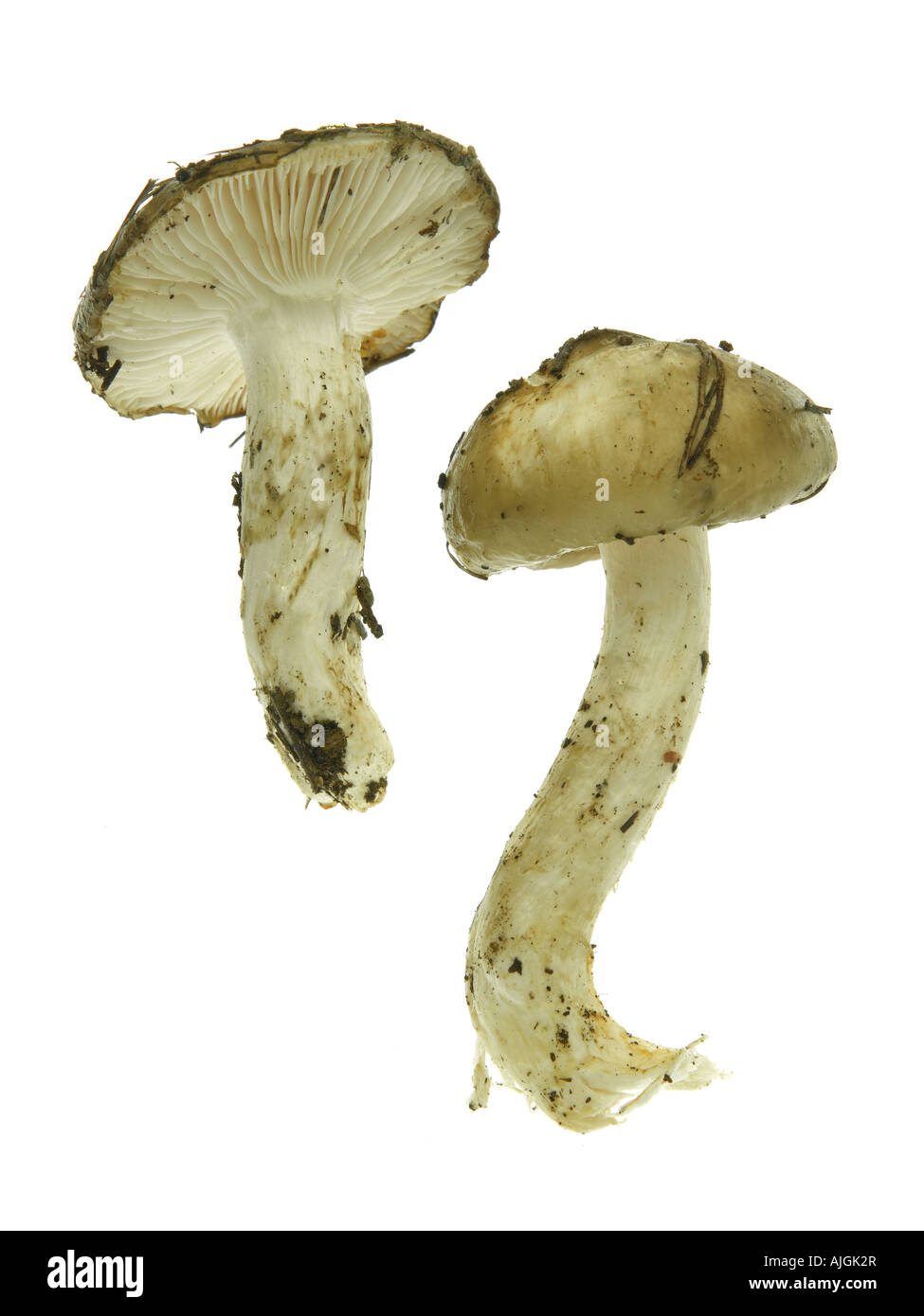 Mushroom Hygrophorus latitabundus Stock Photo