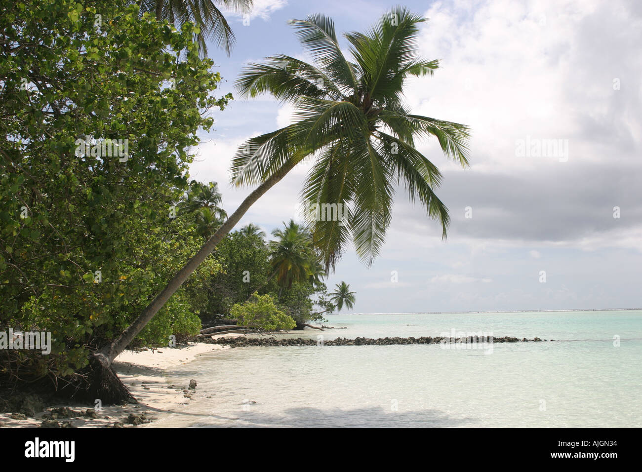 Palm tree on a beach in the Maldives Stock Photo - Alamy