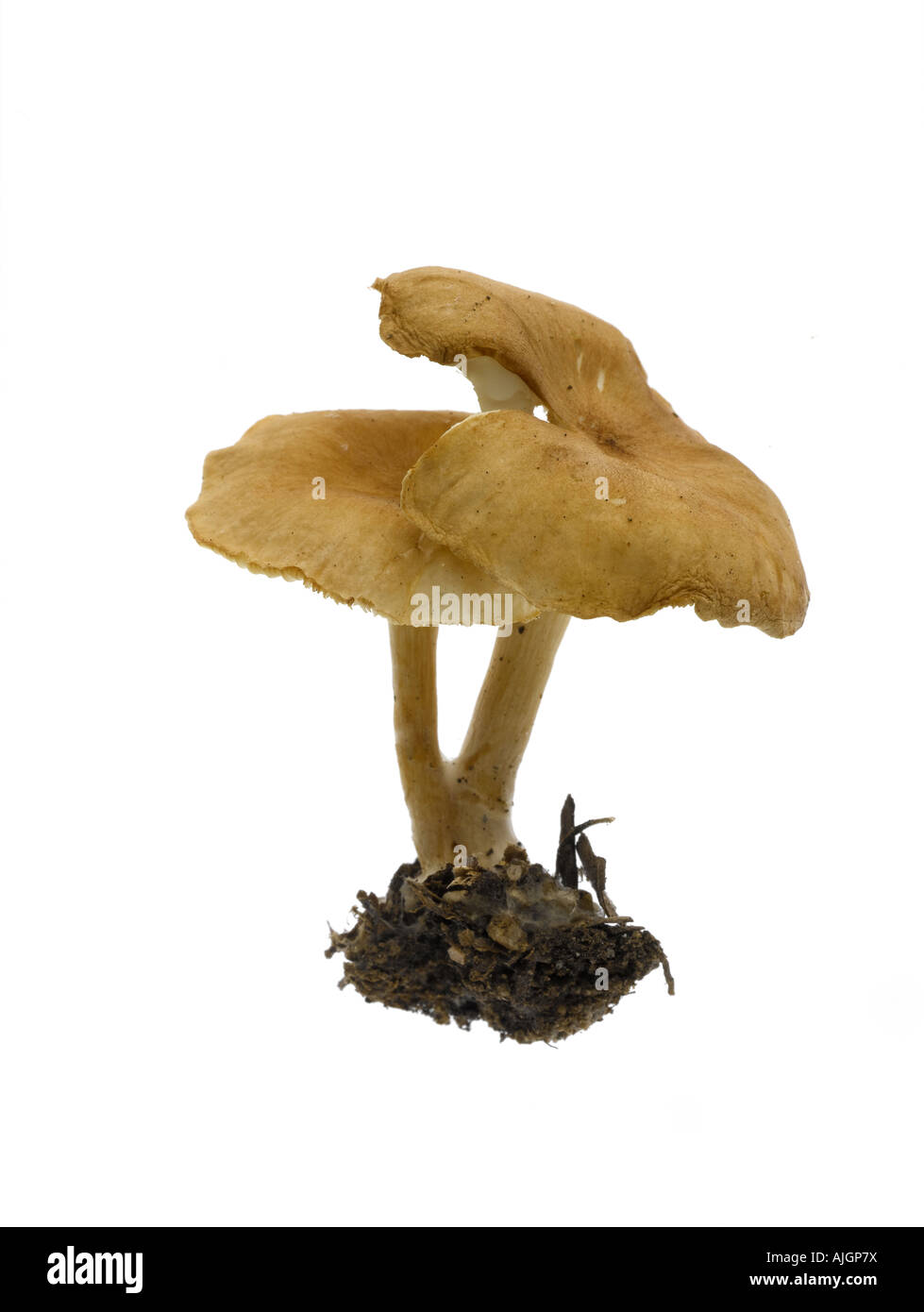Tawny Funnel Cap Mushroom Lepista inversa Stock Photo