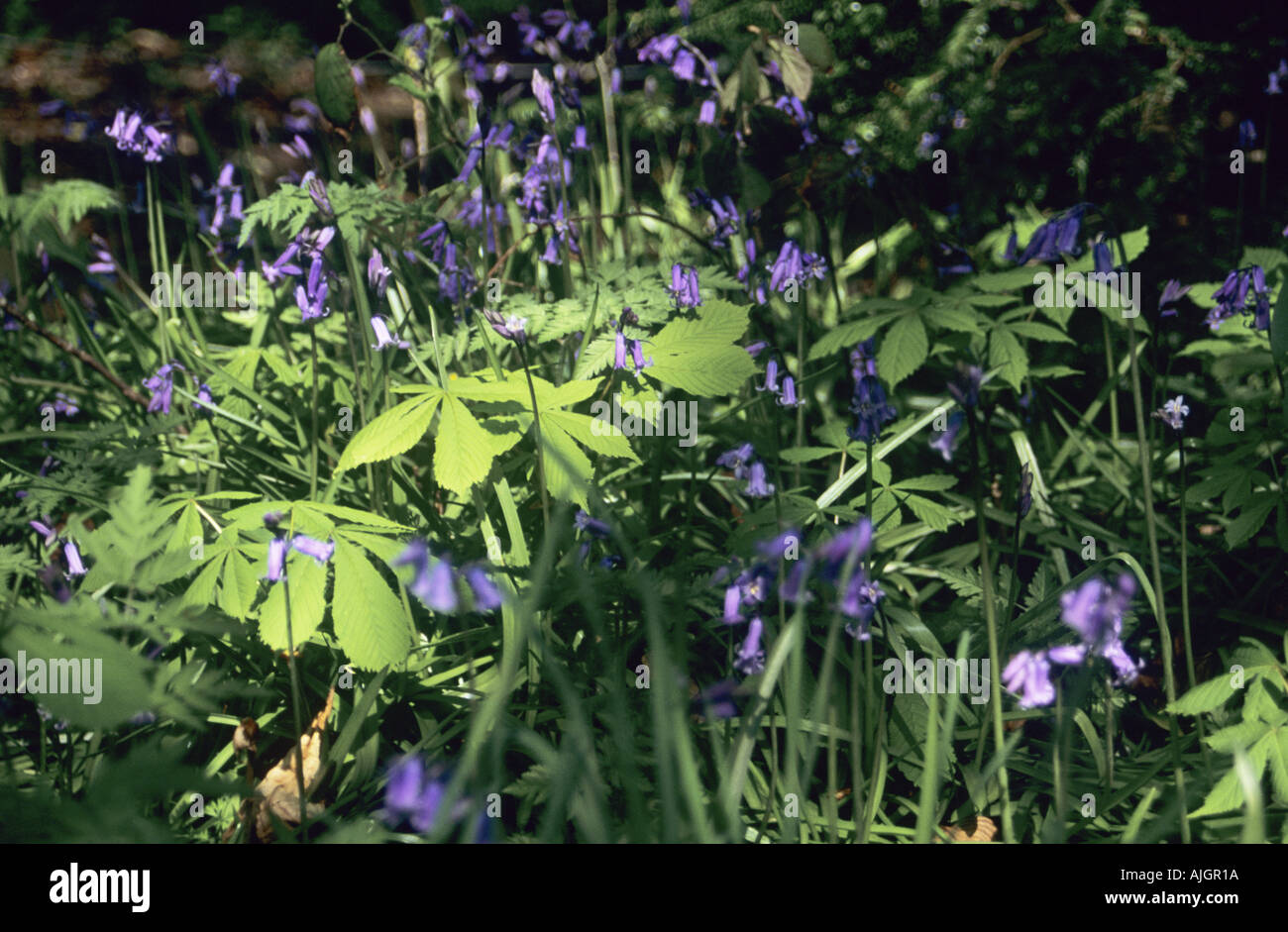 Bluebells on woodland floor with sun shining through Stock Photo