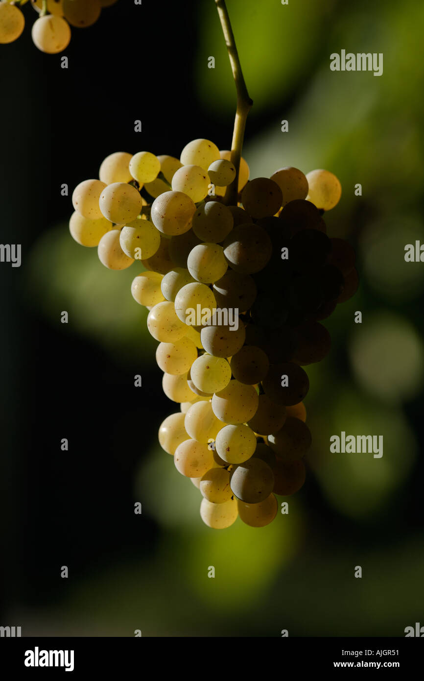 Albariño grape hi-res stock photography and images - Alamy