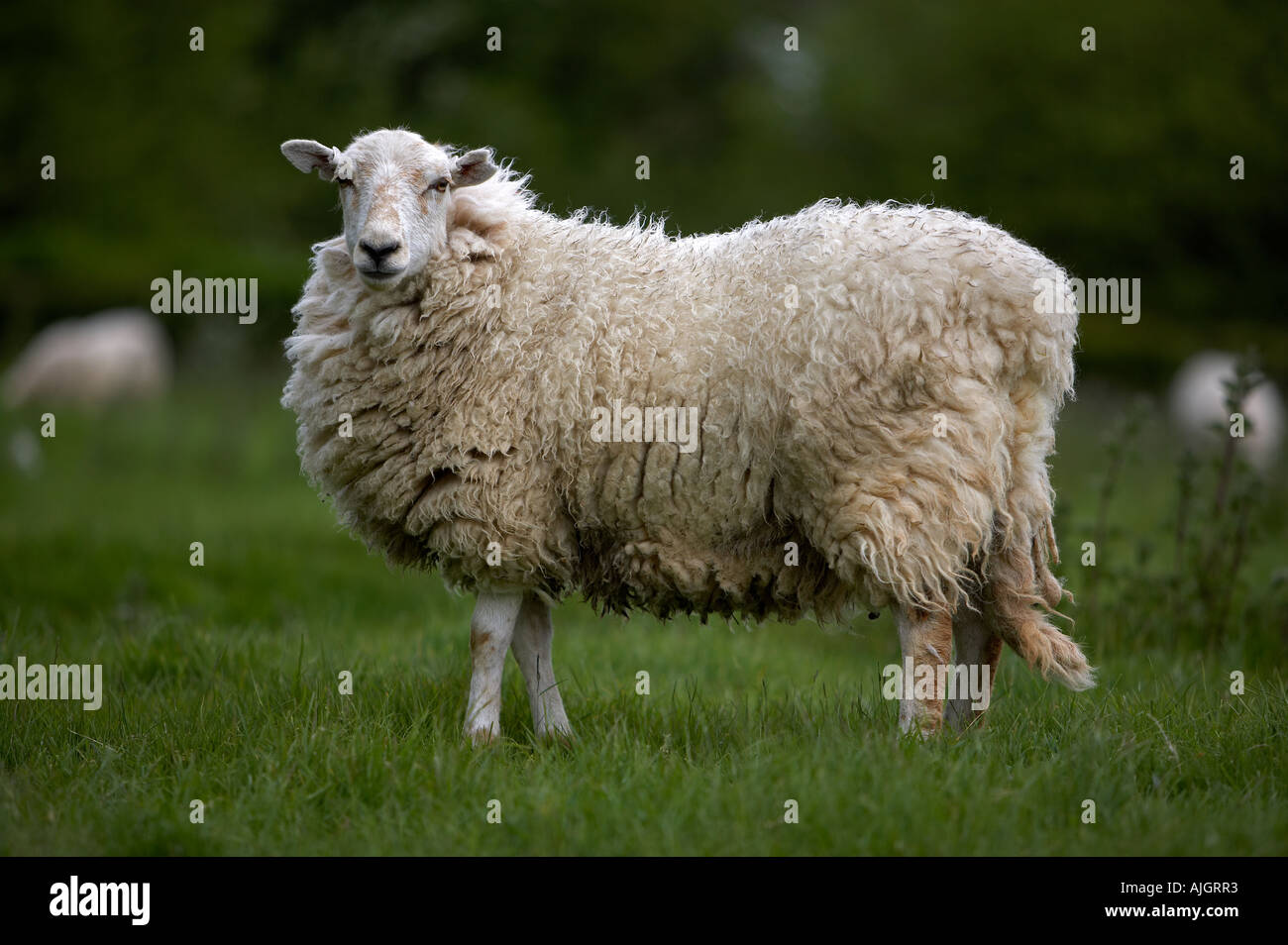 Sheep (Ovis aries) Stock Photo